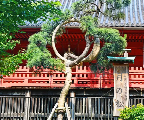 清水観音堂の月の松 / 上野